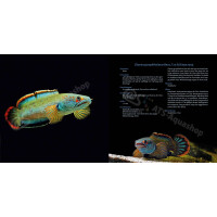 Schlangenkopffische – Wissenschaft, Aquaristik und Natur