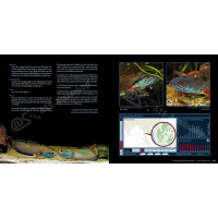 Schlangenkopffische – Wissenschaft, Aquaristik und Natur