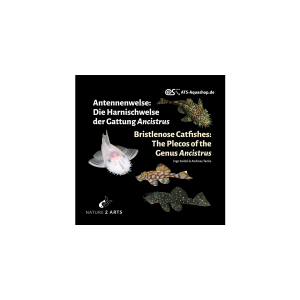 Antennenwelse: Die Harnischwelse der Gattung Ancistrus