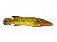 Aufkleber: Crenicichla zebrina, groß