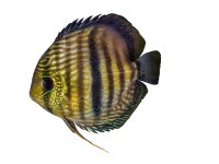 Kühlschrankmagnete: Symphysodon diskus...