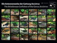 Poster: Die Antennenwelse der Gattung Ancistrus, groß
