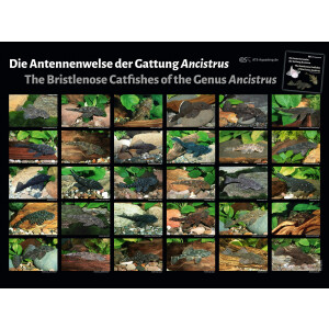 Poster: Die Antennenwelse der Gattung Ancistrus, groß
