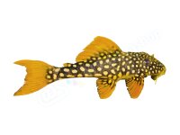 Aufkleber: Scobinancistrus aureatus (L 14), groß
