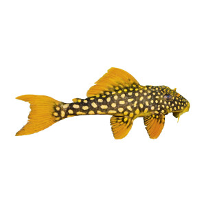 Aufkleber: Scobinancistrus aureatus (L 14), groß