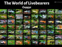 Poster: The World of Livebearers - Guppys, groß