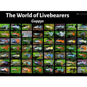 Poster: The World of Livebearers - Guppys, groß