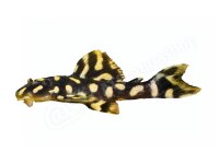 Aufkleber: Scobinancistrus sp. (L 82), groß