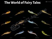 Poster: The World of Fairy Shrimps, groß