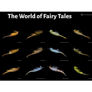 Poster: The World of Fairy Shrimps, groß