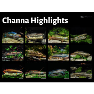 Poster: Channa Highlights, groß