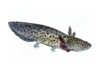 Aufkleber: Ambystoma mexicanum, groß