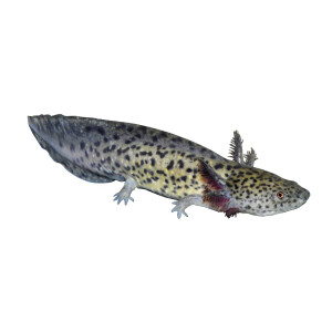 Aufkleber: Ambystoma mexicanum, groß