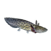 Aufkleber: Ambystoma mexicanum, groß