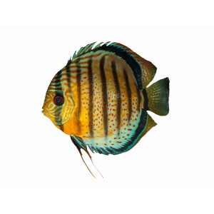 Kühlschrankmagnete: Symphysodon aequifasciatus,...