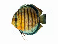 Schlüsselanhänger: Symphysodon aequifasciatus,...
