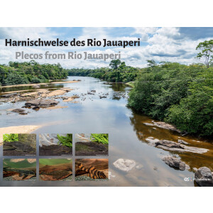 Poster: Harnischwelse des Rio Jauperi, groß