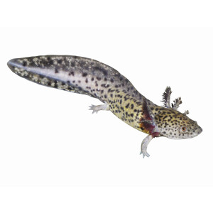 Aufkleber: Ambystoma mexicanum, groß