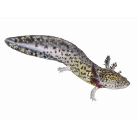 Aufkleber: Ambystoma mexicanum, groß