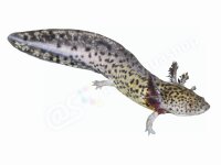 Schlüsselanhänger: Ambystoma mexicanum, groß