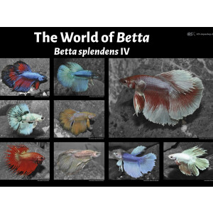 Poster: The World of Betta - Betta splendens IV, groß