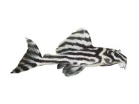 Aufkleber: Hypancistrus zebra (L 46), groß