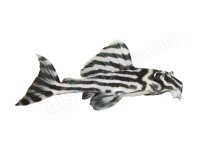 Schlüsselanhänger: Hypancistrus zebra (L 46),...