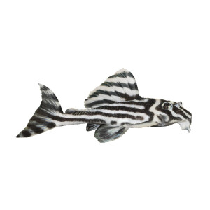 Schlüsselanhänger: Hypancistrus zebra (L 46),...
