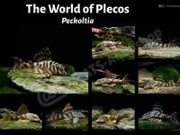 Poster: The World of Plecos - Peckoltia, groß