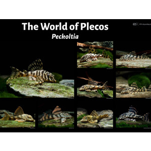 Poster: The World of Plecos - Peckoltia, groß