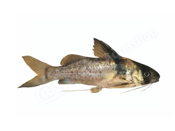 Aufkleber: Brachyrhamdia imitator, groß