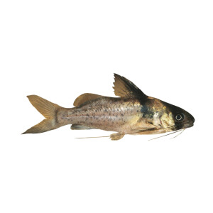 Aufkleber: Brachyrhamdia imitator, groß