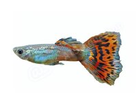Aufkleber: Poecilia reticulata "Mosaik-Rot",...