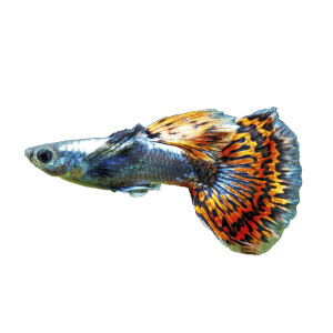 Kühlschrankmagnete: Poecilia reticulata "Dumbo...