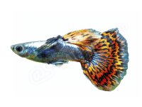 Aufkleber: Poecilia reticulata "Dumbo Red...