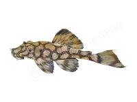 Kühlschrankmagnete: Ancistrus sp. (L 519), groß