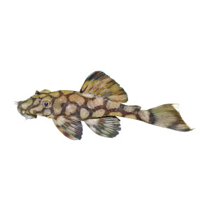 Kühlschrankmagnete: Ancistrus sp. (L 519), groß