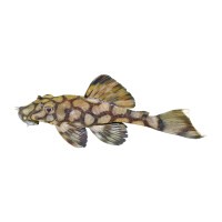 Kühlschrankmagnete: Ancistrus sp. (L 519), groß