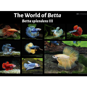 Poster: The World of Betta - Betta splendens III, groß