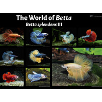 Poster: The World of Betta - Betta splendens III, groß