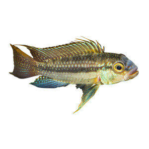Aufkleber: Apistogramma sp. "Juruá",...