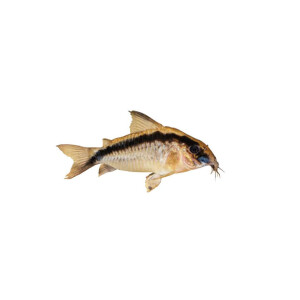 Aufkleber: Corydoras arcuatus, groß