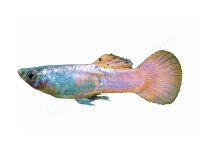 Aufkleber: Poecilia reticulata "Red Metal...