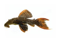 Kühlschrankmagnete: Pseudacanthicus pirarara (L 25),...