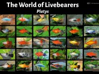 Poster: The World of Livebearers - Platys, groß