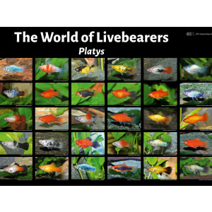 Poster: The World of Livebearers - Platys, groß