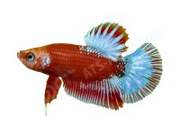 Aufkleber: Betta splendens "Red Star Tail",...