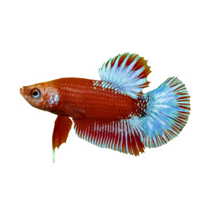 Schlüsselanhänger: Betta splendens "Red...