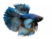Kühlschrankmagnete: Betta splendens "Elephant...