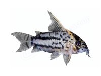 Aufkleber: Corydoras sp. aff. "CW028", groß